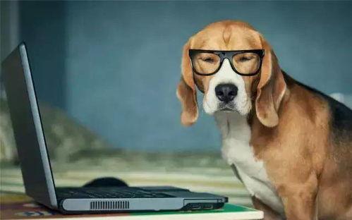 网红吃瓜狗子图片高清大图,高清大图带你领略萌宠魅力  第3张